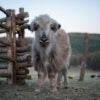 A photo of a baby yak
