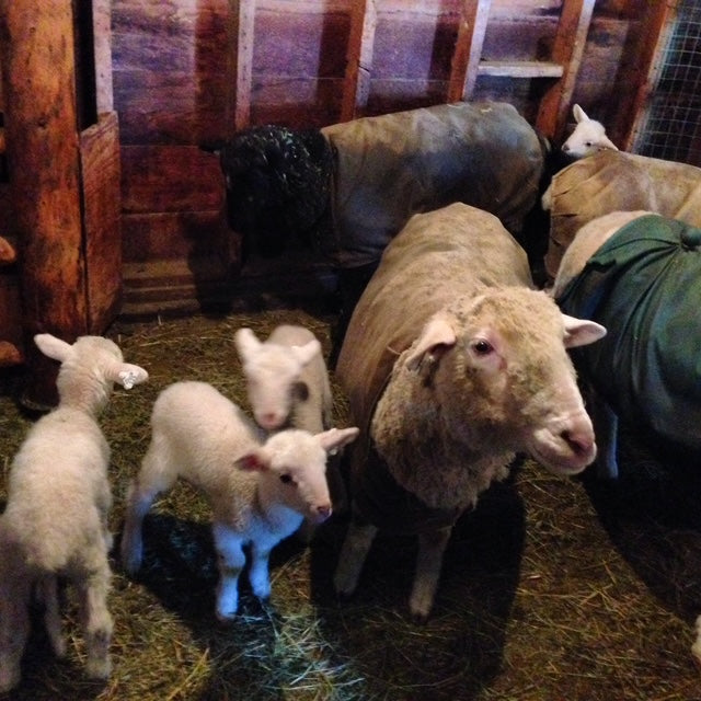 Tronstad Ranch Lamb Tour May 4, 2025