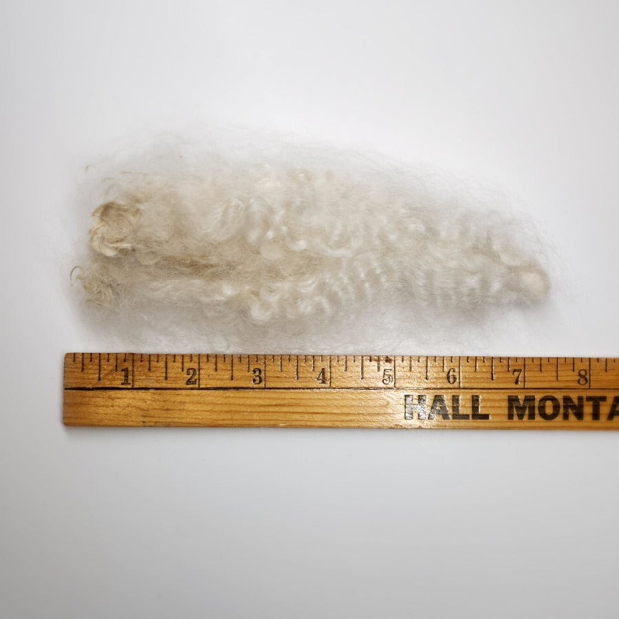 Tronstad Ranch Fiber length from Natural White Fleece from Vanilla 59.4 oz