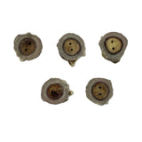 5 quarter size antler buttons