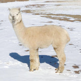 Fibercation Roving Fiber