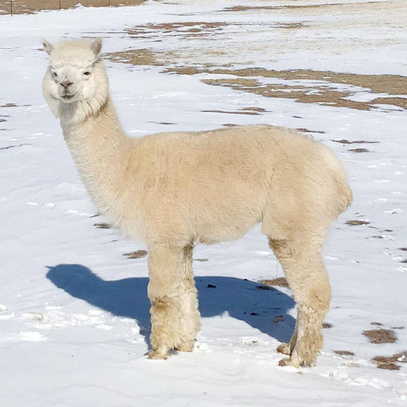 Fibercation Roving Fiber