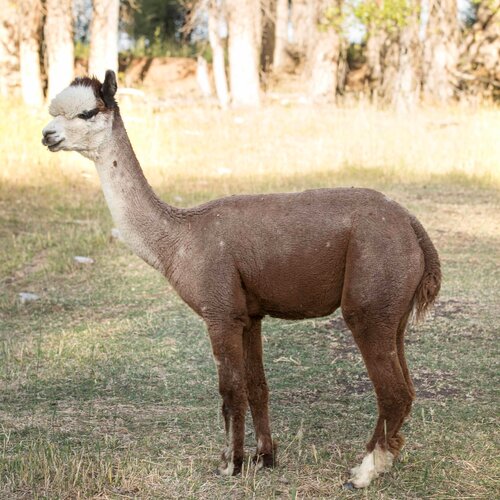 Fibercation Roving Fiber