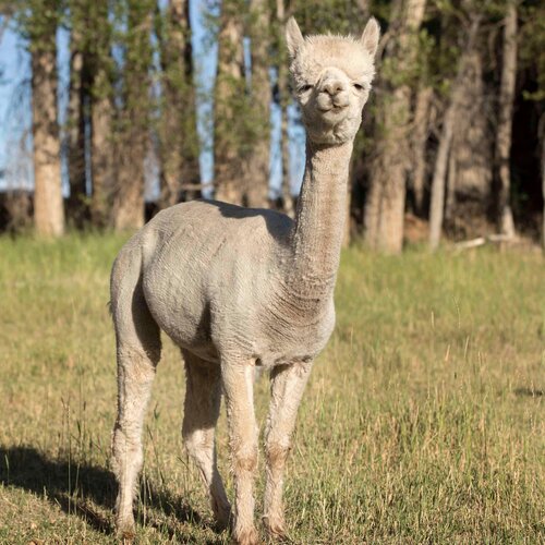 Fibercation Roving Fiber