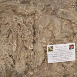 Tronstad Ranch Natural White Fleece From Lamb #462 37.2 Ounces