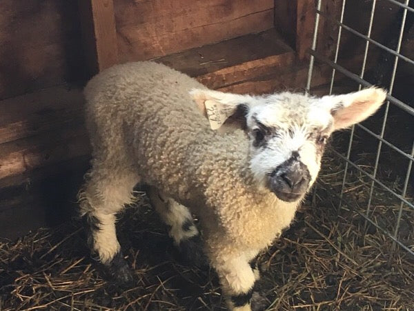 Tronstad Ranch Lamb Tour May 4, 2025