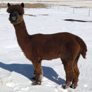 Fibercation Mondavi 100% Alpaca Yarn-2