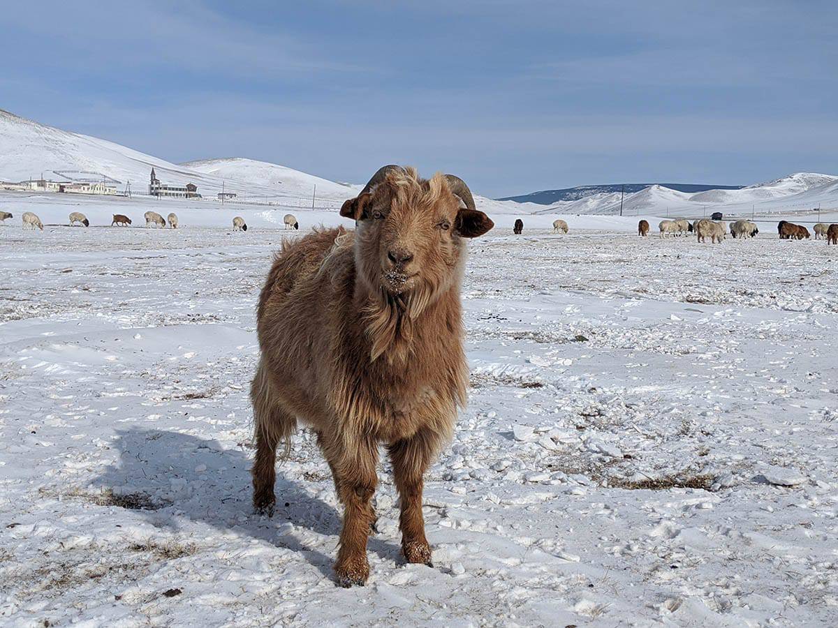 A photo of a cashmere goat in Mongolia
