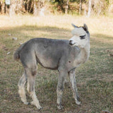 Fibercation Roving Fiber