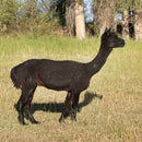 Fibercation Roving Fiber-5