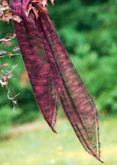 A beaded, knitted scarf hanging from a tree